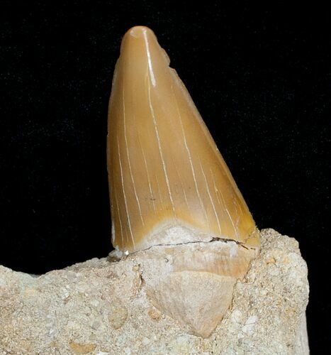 Otodus Shark Tooth Fossil In Matrix #6393